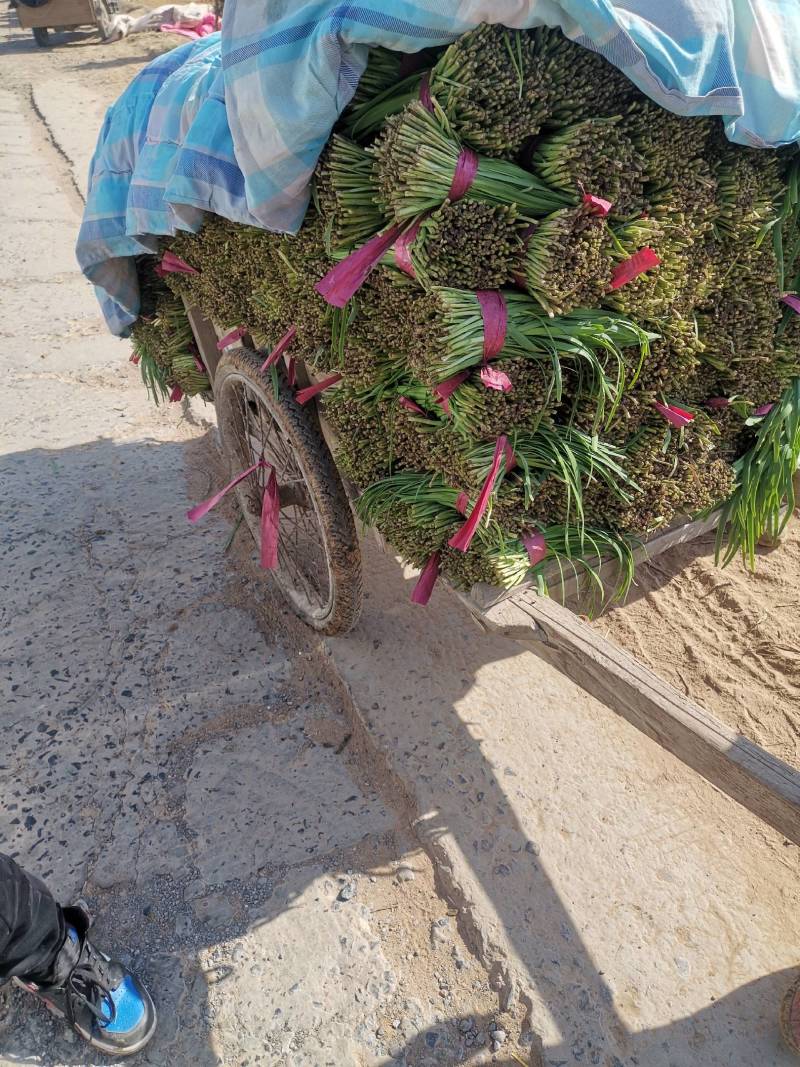 韭菜基地种植紫根韭菜上市中，质优价美可视频看货，价格随行