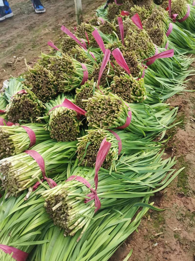 韭菜基地种植紫根韭菜上市中，质优价美可视频看货，价格随行