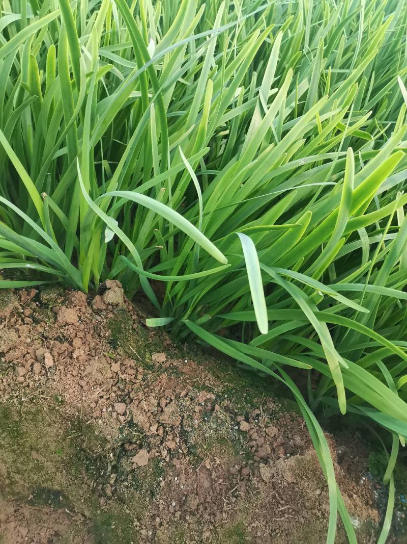 韭菜基地种植紫根韭菜上市中，质优价美可视频看货，价格随行