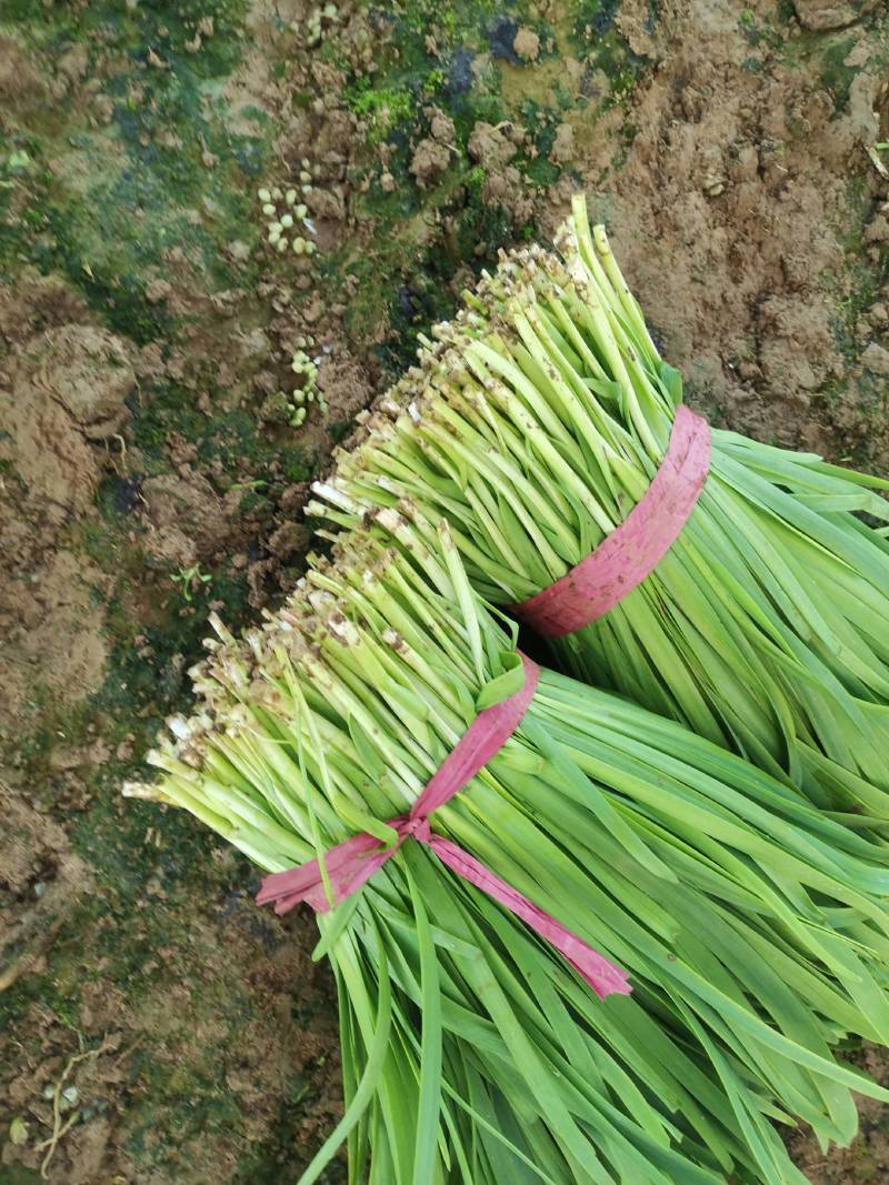 韭菜基地种植紫根韭菜上市中，质优价美可视频看货，价格随行