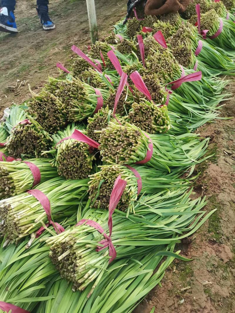 韭菜基地种植紫根韭菜上市中，质优价美可视频看货，价格随行