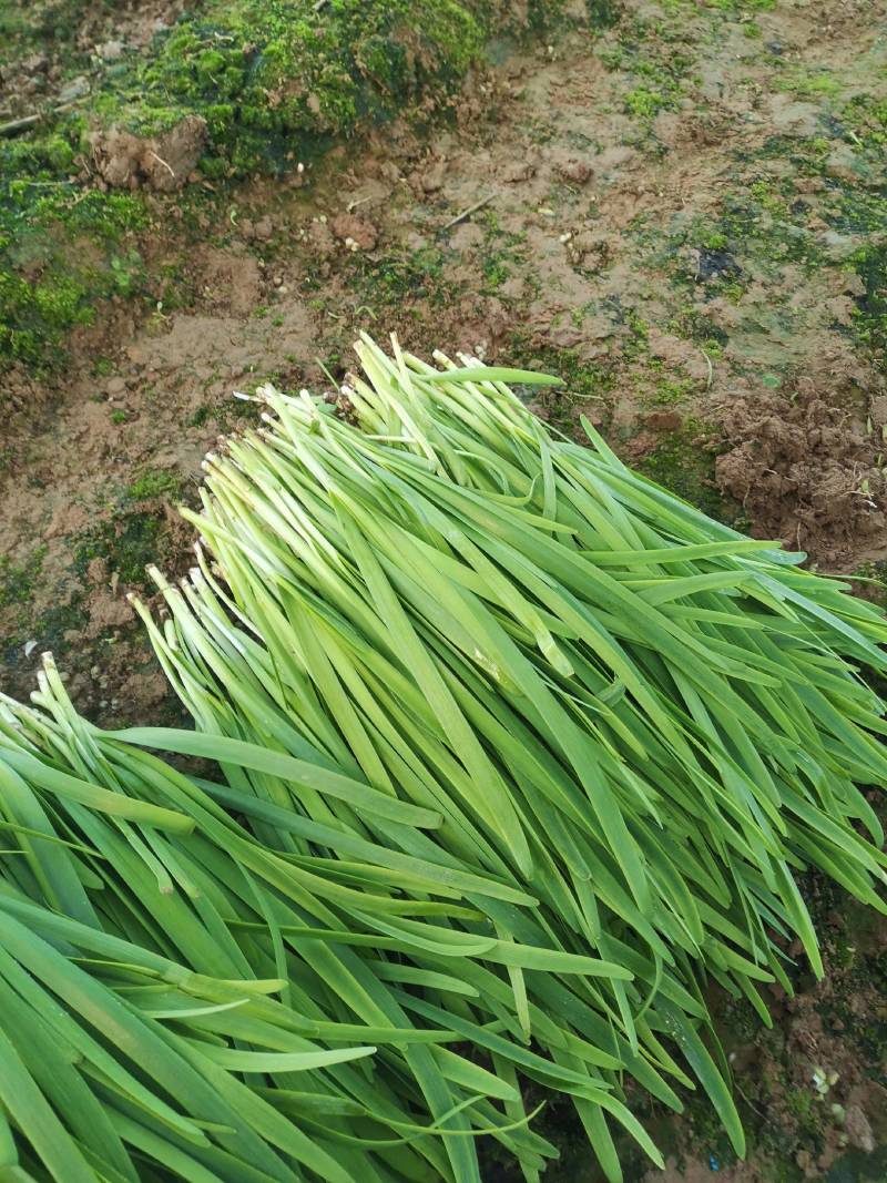 韭菜基地种植紫根韭菜上市中，质优价美可视频看货，价格随行