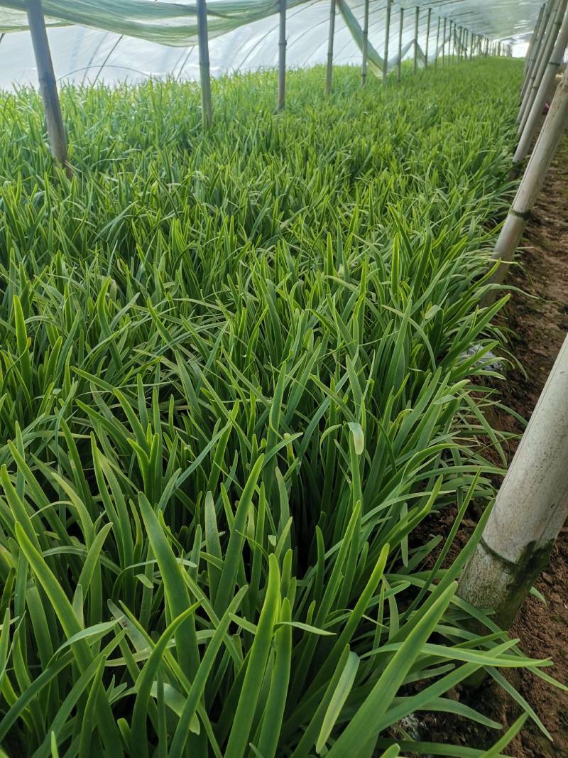 韭菜基地种植紫根韭菜上市中，质优价美可视频看货，价格随行