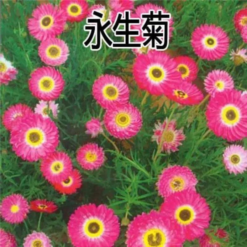 永生菊种子四季易种花籽露天花海观赏可做切花阳台室外庭