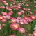 永生菊种子四季易种花籽露天花海观赏可做切花阳台室外庭