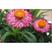 永生菊种子四季易种花籽露天花海观赏可做切花阳台室外庭