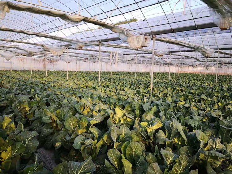 农业科研人员在设施大棚内同步监测菠菜与西兰花生理指标:左侧技术人员正用SPAD仪测量菠菜叶绿素值,右侧支架上悬挂开花期西兰花植株,体现二者在同一生态系统的共生适配性 两位农业技术人员在现代化蔬菜大棚内手持便携式叶绿素测定仪检测菠菜叶片,背景可见悬挂的西兰花植株与滴灌系统,棚顶覆盖透光棚膜