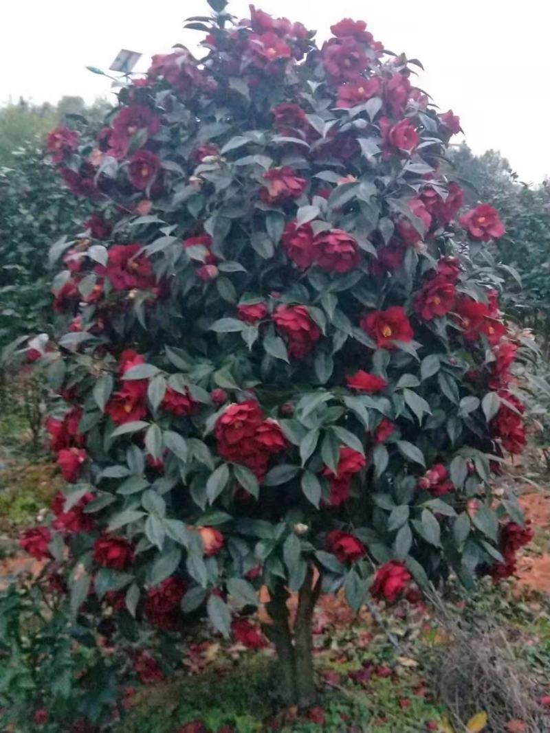 广东省佛山市云木茶花园