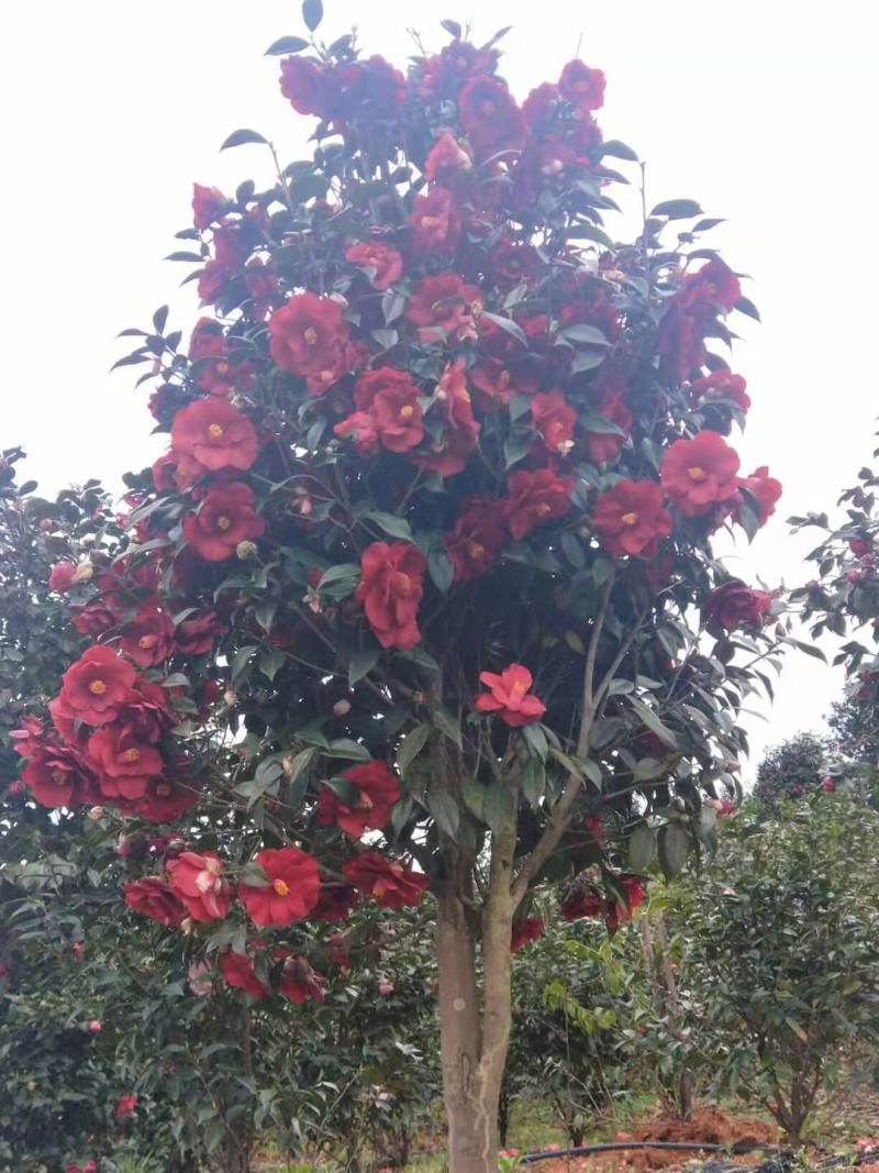 广东省佛山市云木茶花园