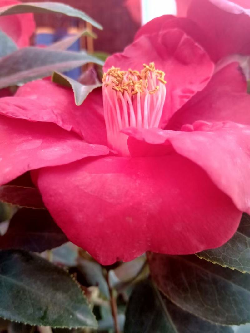 广东省佛山市云木茶花园