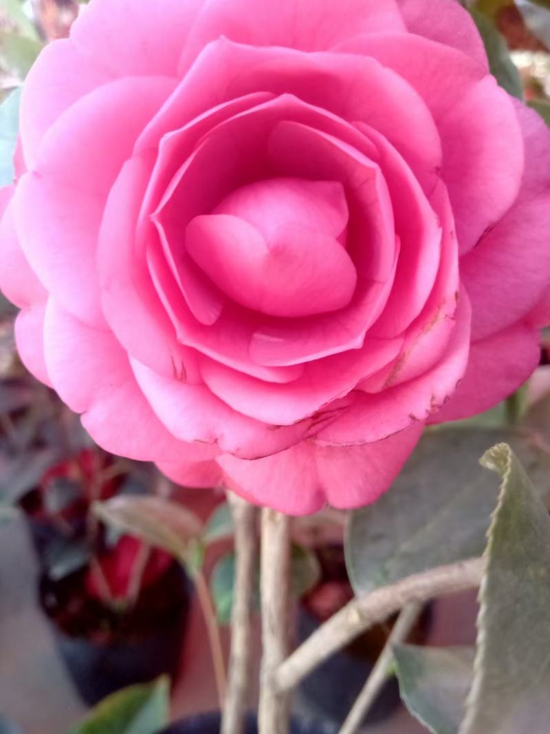 广东省佛山市云木茶花园