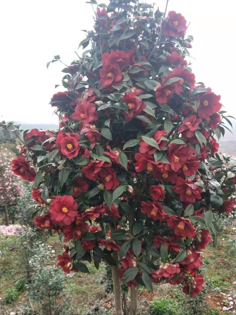 广东省佛山市云木茶花园