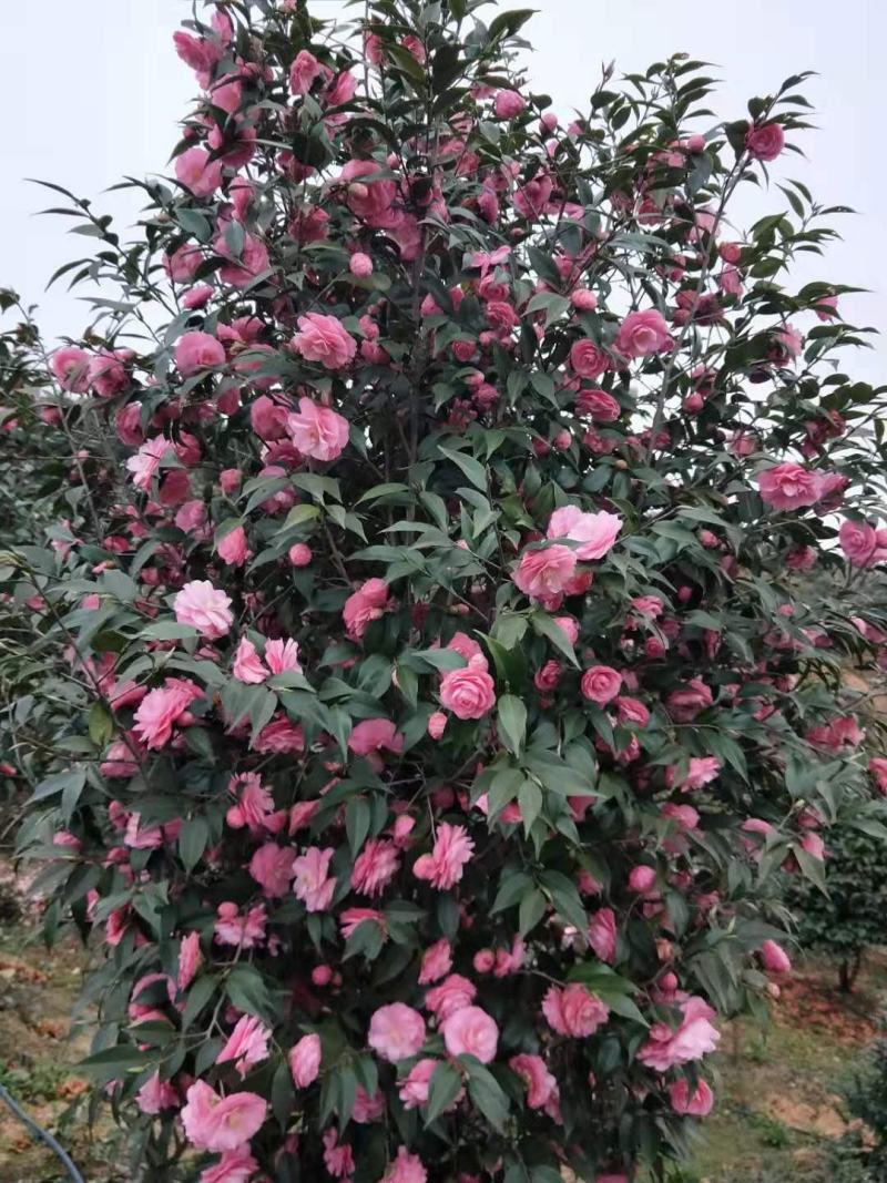 广东省佛山市云木茶花园