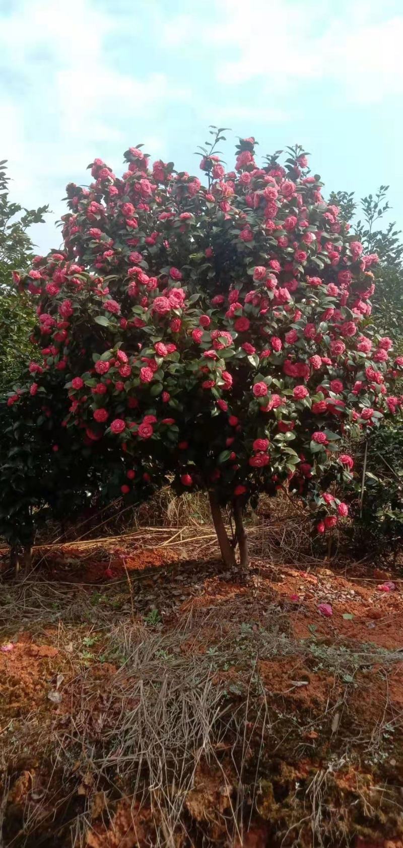 广东省佛山市云木茶花园