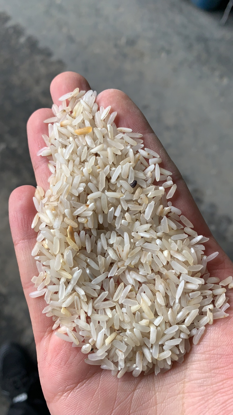 食品碎米，饲料碎米，酒厂碎米，做粉碎米大量有货