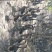 广东马岗鹅83天重量8@23