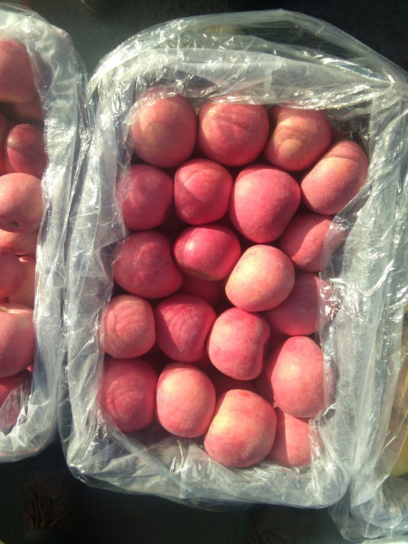 青龙大山富士苹果。色红。甜脆。欢迎大家选购