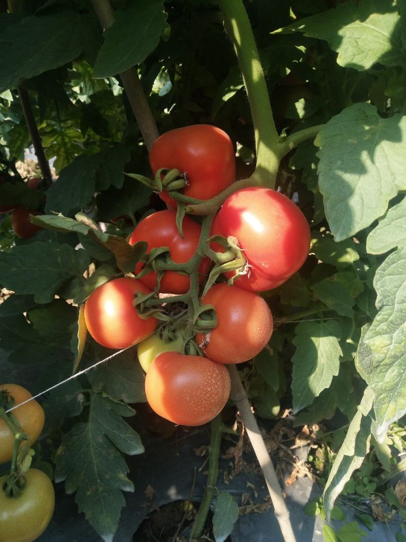 广西百色大红硬果(实力代办)