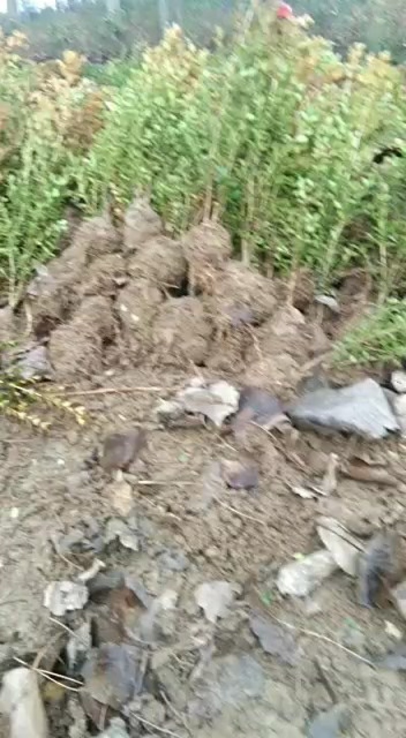 瓜子黄杨四季长青，江苏基地直供质量保证提供技术指导