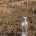 刺龙芽，乌龙头育苗基地繁育小苗，基地繁育苗10年经验