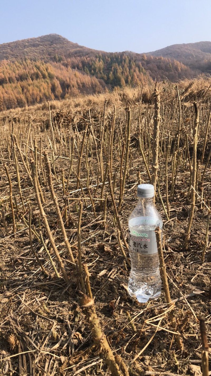 刺龙芽，乌龙头育苗基地繁育小苗，基地繁育苗10年经验