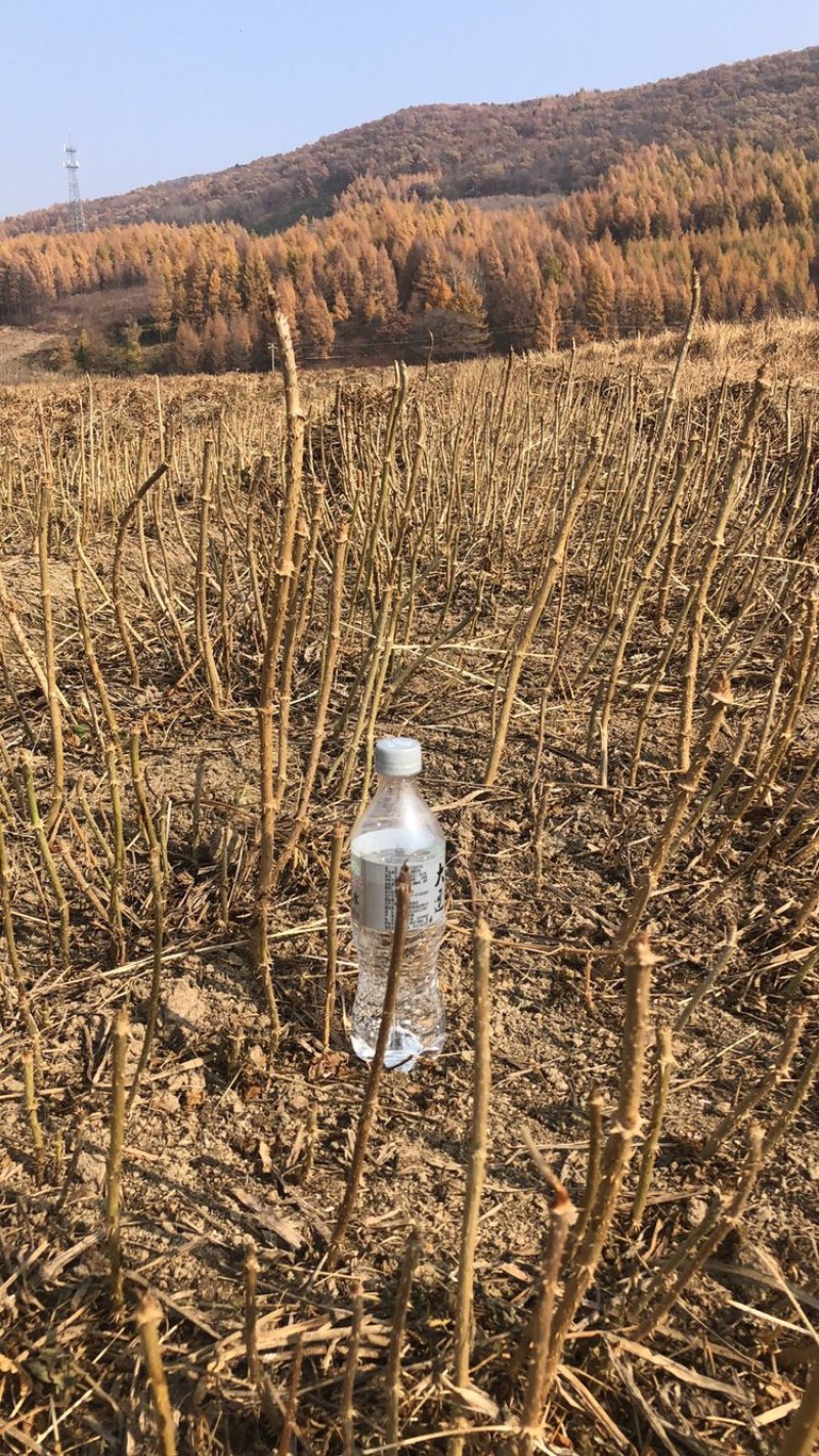 刺龙芽，乌龙头育苗基地繁育小苗，基地繁育苗10年经验