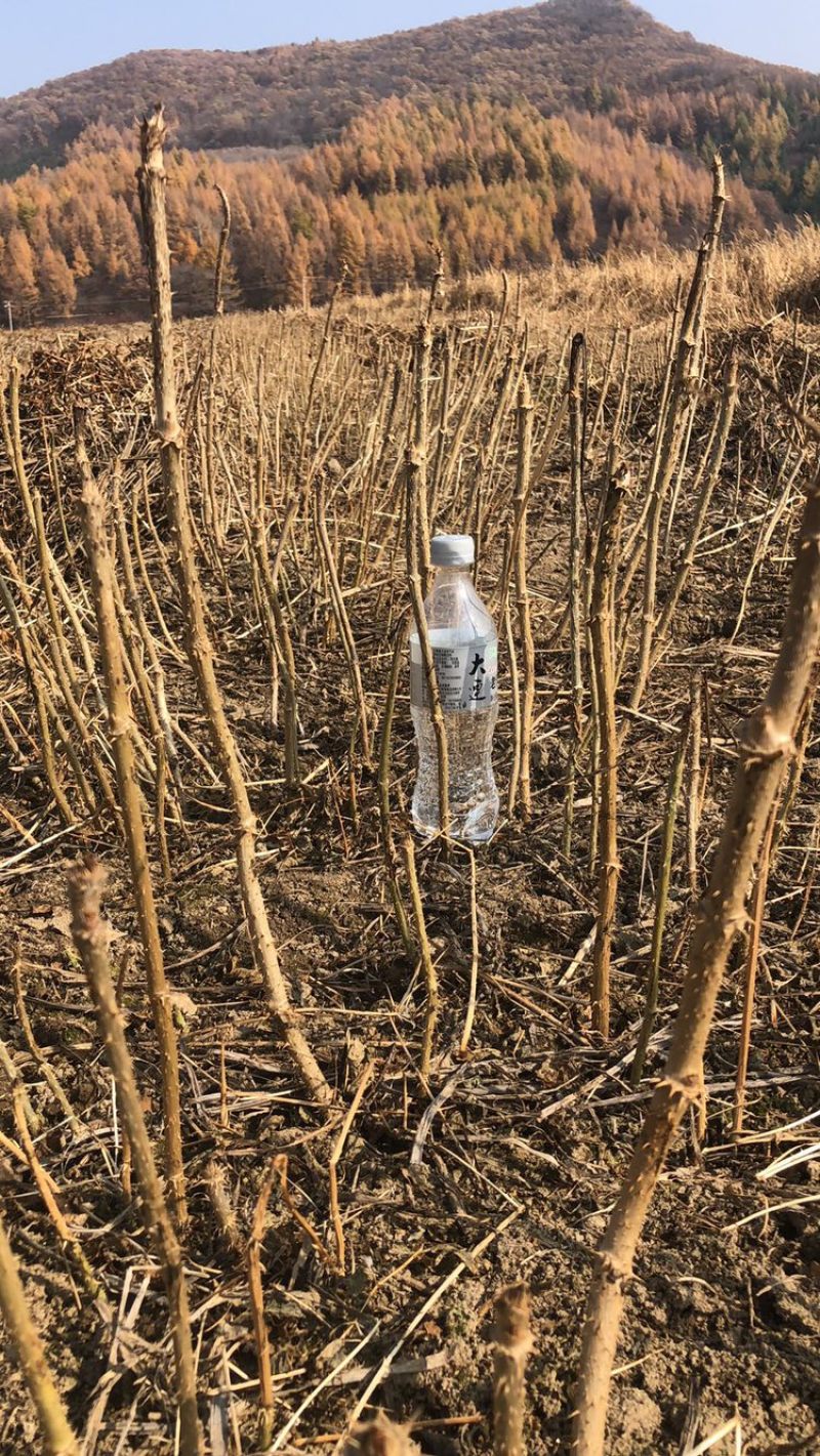 刺龙芽，乌龙头育苗基地繁育小苗，基地繁育苗10年经验