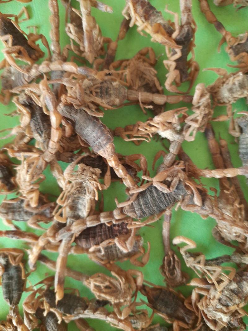 野生全蝎，【盐水蝎，清水蝎【质量好，