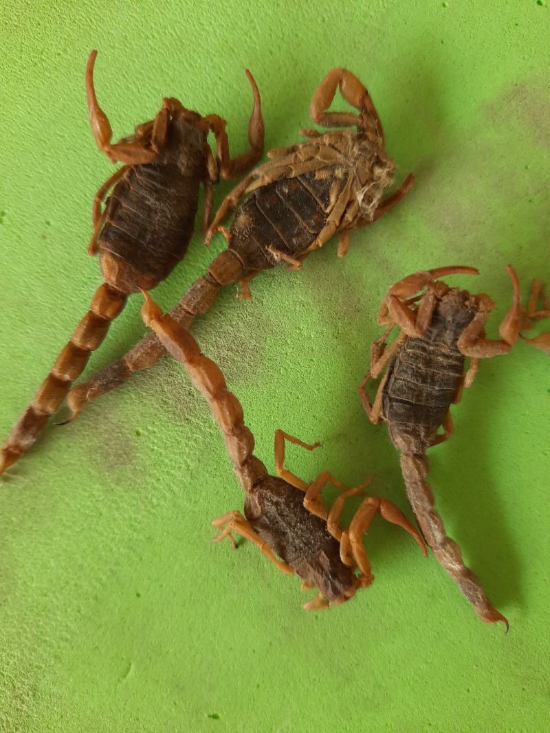野生全蝎，【盐水蝎，清水蝎【质量好，