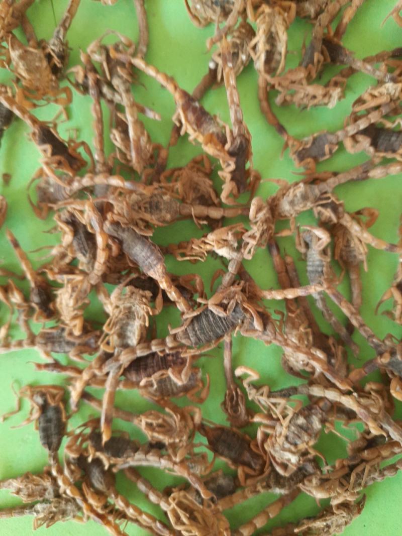 野生全蝎，【盐水蝎，清水蝎【质量好，