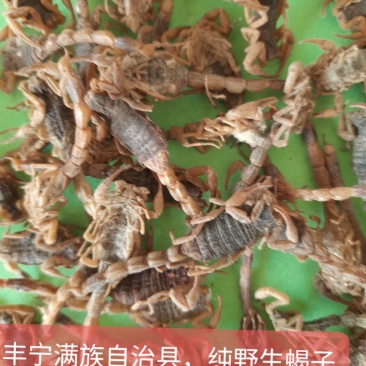野生全蝎，【盐水蝎，清水蝎【质量好，