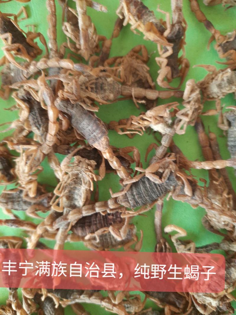 野生全蝎，【盐水蝎，清水蝎【质量好，