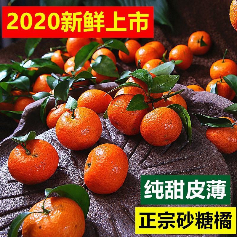 广西阳朔精品沙糖桔、【诚信代办，合作共赢】