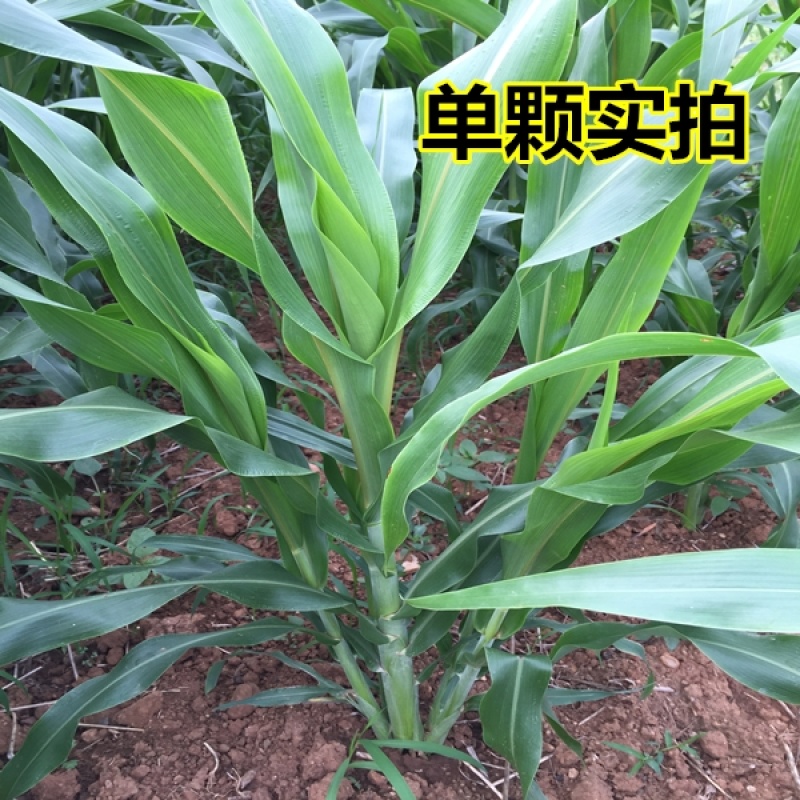 美国进高丹草种子养殖猪牛羊鱼虾蟹畜禽水产进口杂交牧草籽