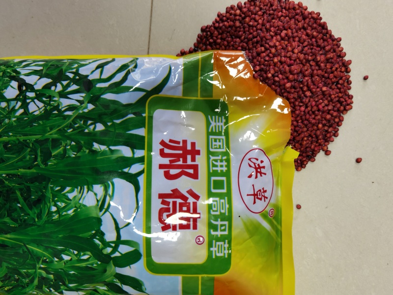 美国进高丹草种子养殖猪牛羊鱼虾蟹畜禽水产进口杂交牧草籽