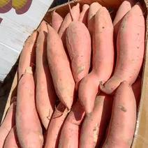 辽宁省凌海市红薯大量现货，烟薯25产地直销，全国各地
