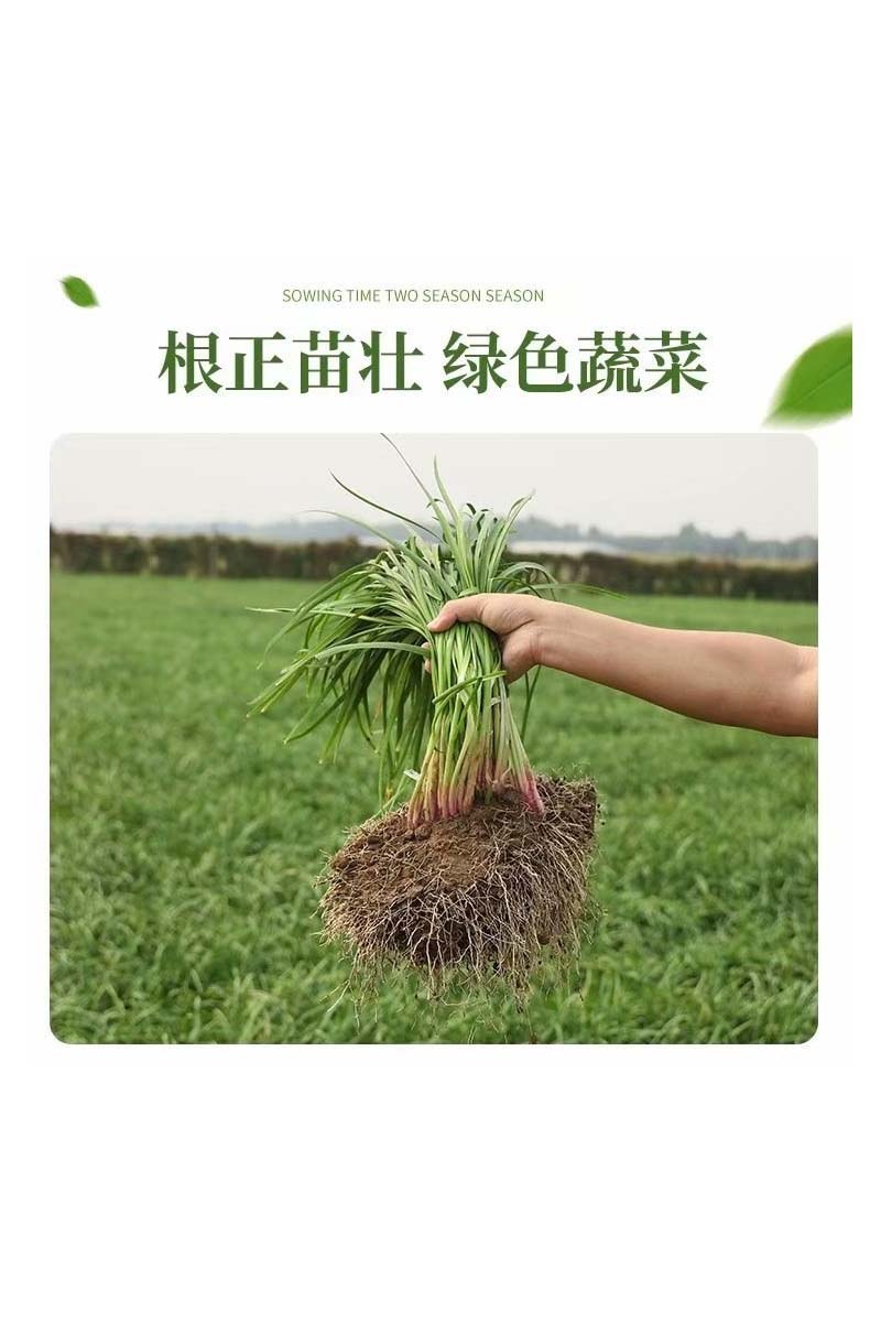 韭菜根韭菜苗紫根韭菜韭菜种子大叶韭菜根宽叶韭菜根