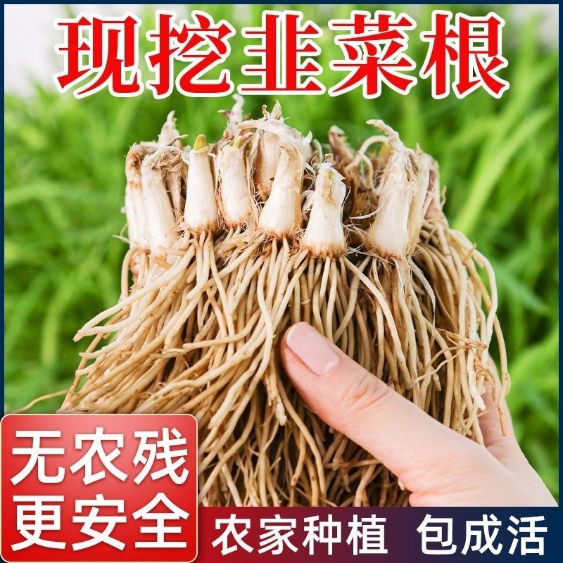 韭菜根韭菜苗紫根韭菜韭菜种子大叶韭菜根宽叶韭菜根