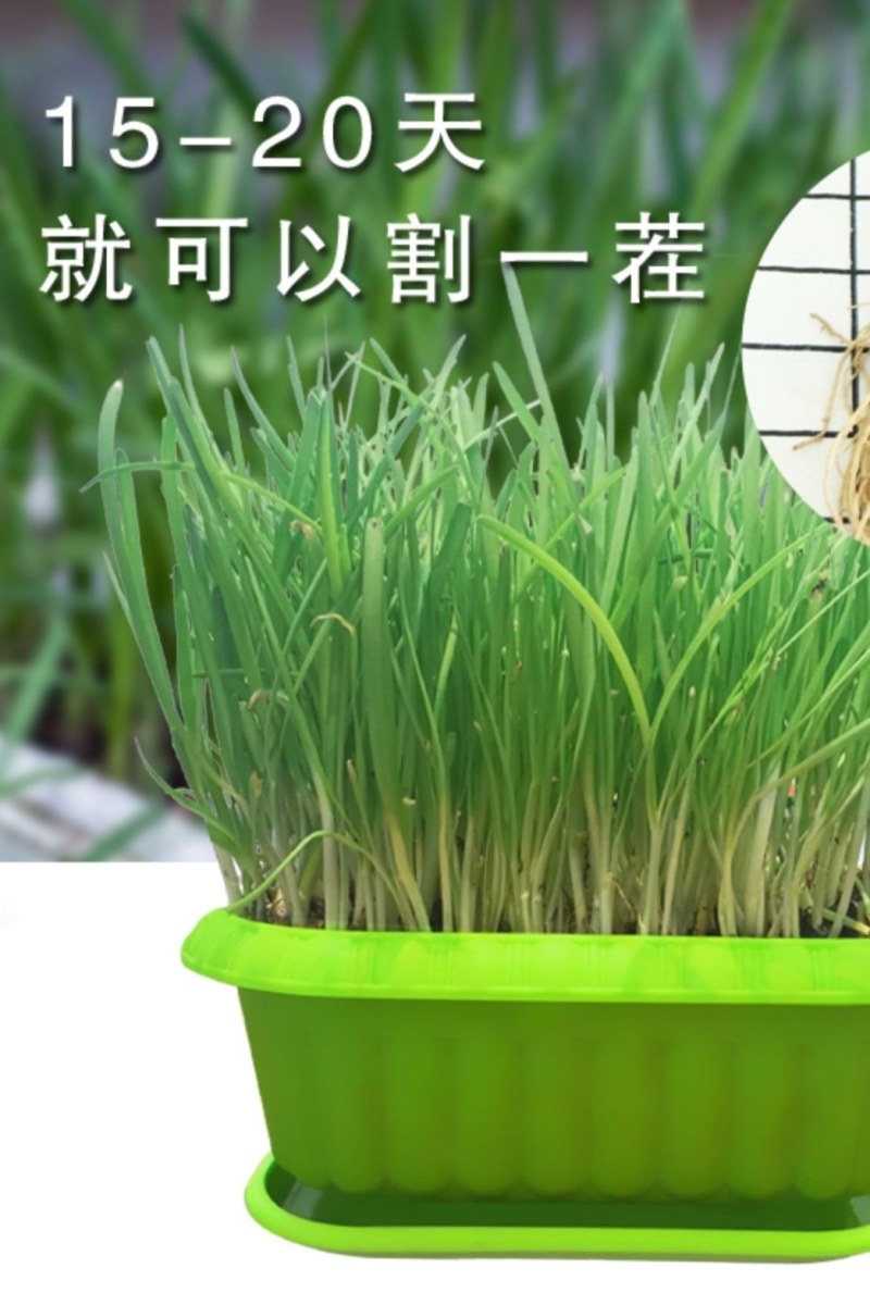 韭菜根韭菜苗紫根韭菜韭菜种子大叶韭菜根宽叶韭菜根