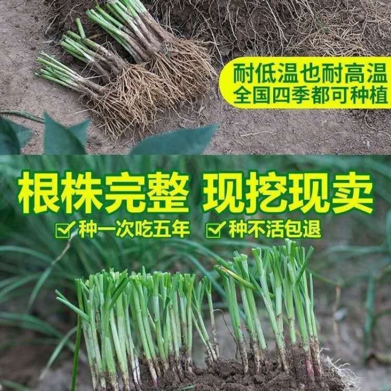 韭菜根韭菜苗紫根韭菜韭菜种子大叶韭菜根宽叶韭菜根