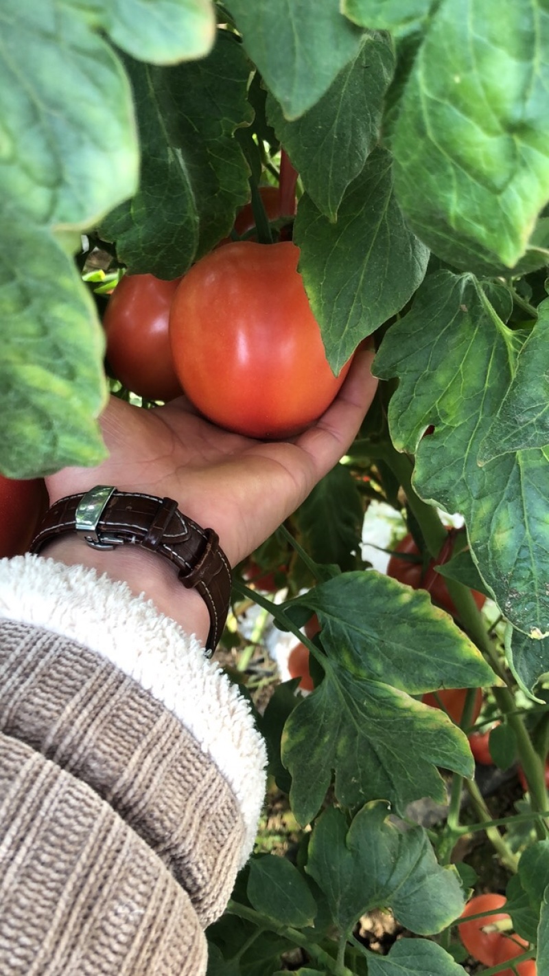 精品西红柿普罗旺斯，卡3起步装箱，地头装货