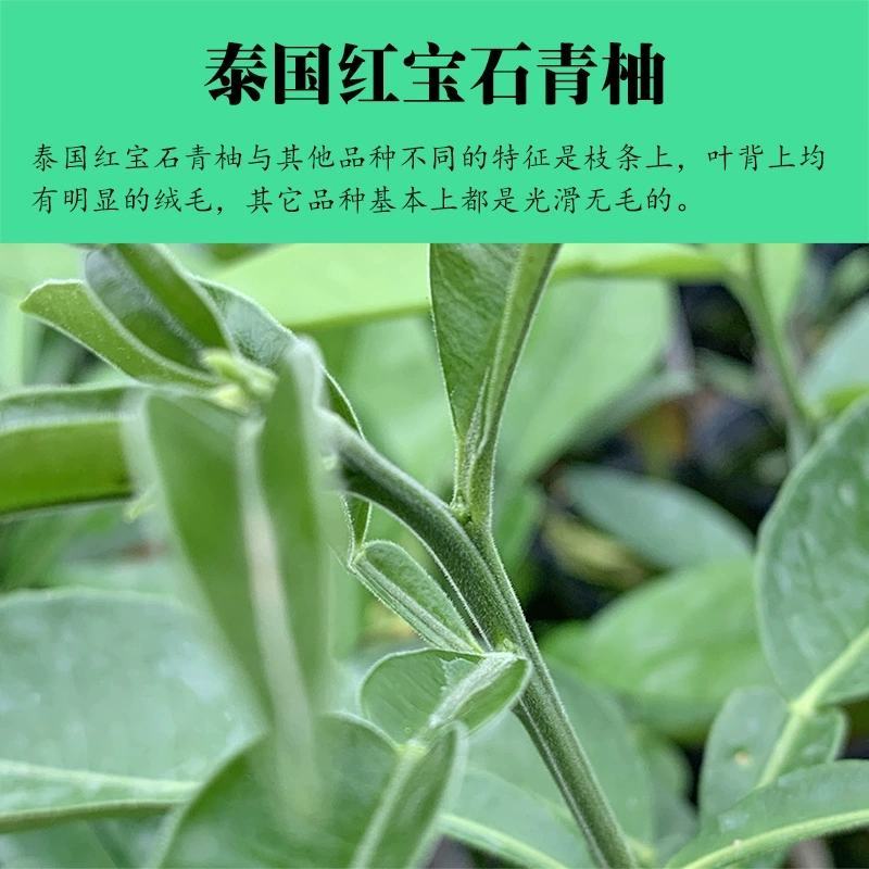 泰国红宝石青柚枝条果苗泰国红宝石青柚苗基地直供