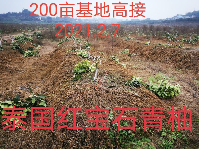 泰国红宝石青柚枝条果苗泰国红宝石青柚苗基地直供