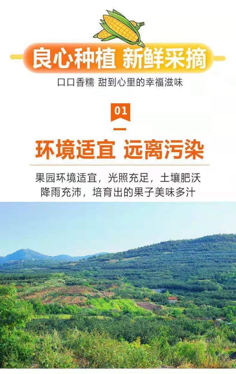 10斤新鲜广东水果玉米应时令蔬菜甜爆浆玉米棒批发包邮。