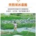 10斤新鲜广东水果玉米应时令蔬菜甜爆浆玉米棒批发包邮。