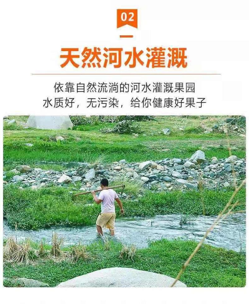 10斤新鲜广东水果玉米应时令蔬菜甜爆浆玉米棒批发包邮。