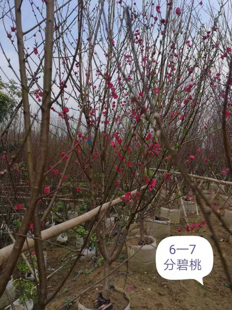 碧桃碧桃碧桃碧桃碧桃