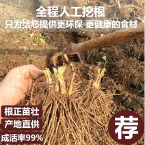 今年新苗新鲜韭菜根韭菜苗紫根韭菜根宽叶颗颗发芽不含运费