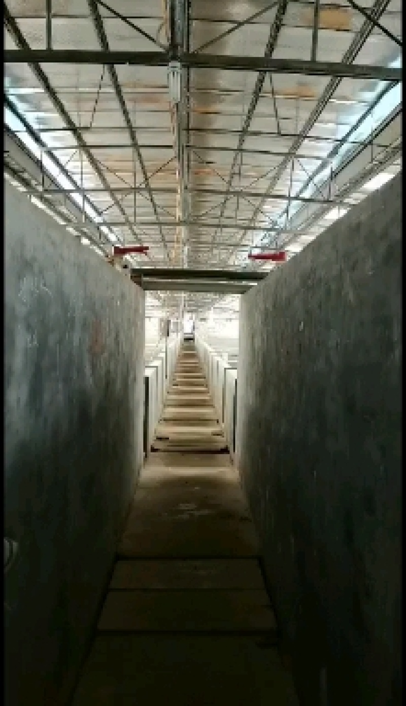 【土鲶鱼苗】塘鲺苗批发本地塘角鱼苗土鲶鱼苗批发基地直供