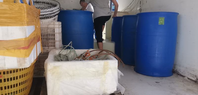 鲜活冻虾产地直供南美白对虾价格透明一手货源品质优选